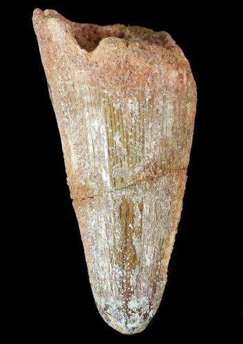 Cretaceous Fossil Crocodile (Elosuchus) Tooth - Morocco #49089